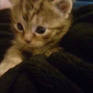 Meet your Posher, Ava